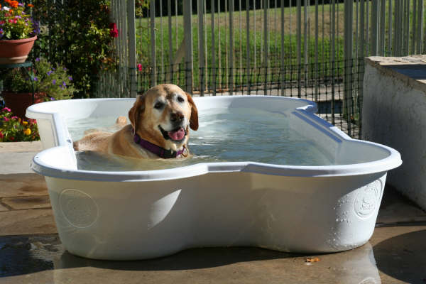 Dog Pools, Underwater Dogs and Puppies