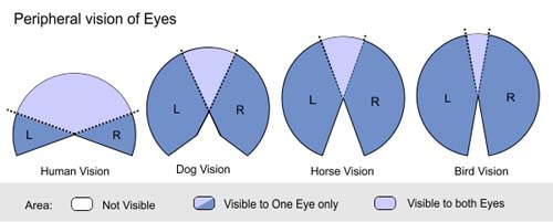 HOW DOGS SEE THE WORLD