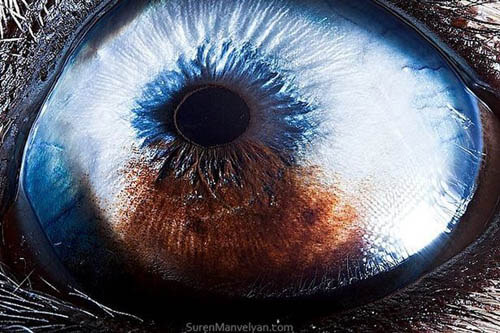 DOG EYE ANATOMY
