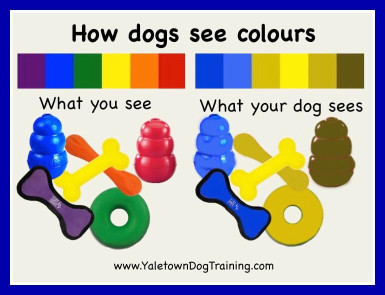 DOG VISION and EYES