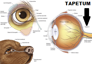 DOG VISION and EYES