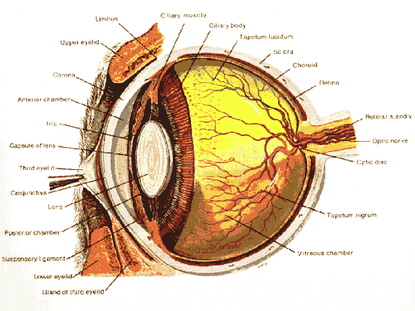 DOG EYE STRUCTURE