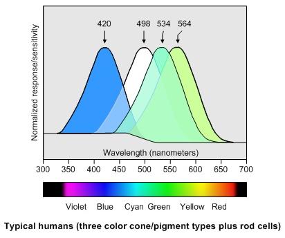 HUMAN VISION and EYES