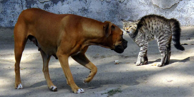 dog vs cat