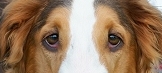 DOG VISION and EYES