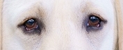 DOG VISION and EYES