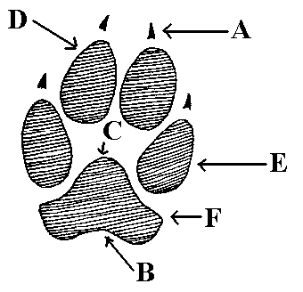 DOG AND CAT PAWS COMPARISON - DIFFERENCE & SIMILARITY, DOG & CAT PRINTS, DOG vs CAT TRACKS, PAWS & STEPS IDENTIFICATION, DIFFERENCE - HOW TO DISTINGUISH CAT TRACKS and STEPS?