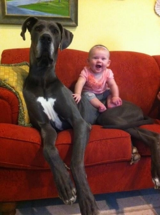 Funny Dogs and kids, puppies and children