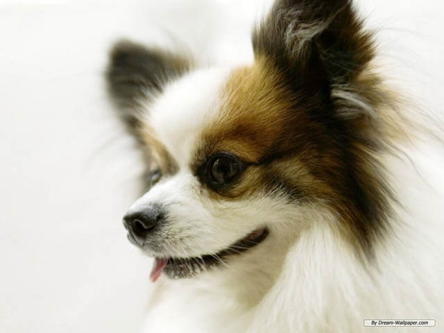 Famous, Catchy and funny dog phrases, idioms, expressions, words