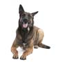 Belgian Malinois