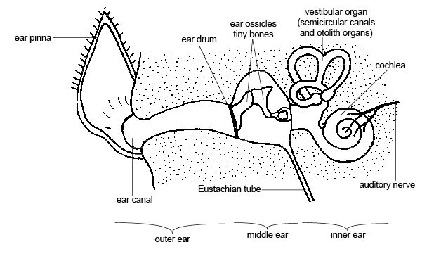 DOG EAR STRUCTURE