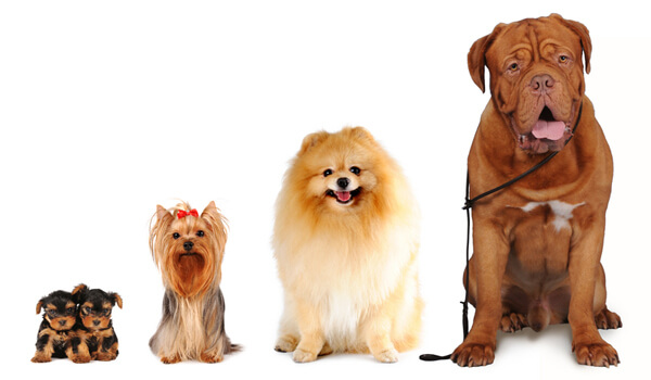 DOG SIZE, PUPPY SIZE, DOG BREEDS SIZE CHART, DOG SIZE MEASURE CALCULATOR