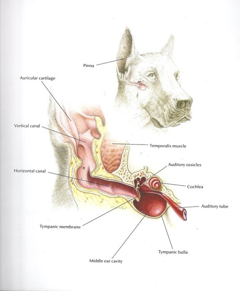 Dog Ear Type and Shape, Clean Dog Ears