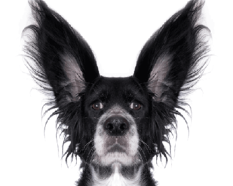 DOG EARS