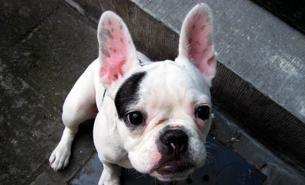 Dog Ears Types & Shapes