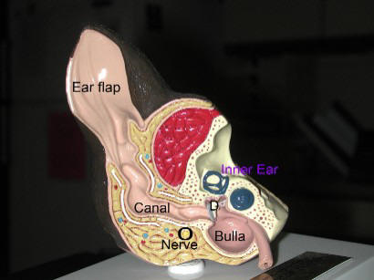 Dog Ear Type and Shape, Clean Dog Ears