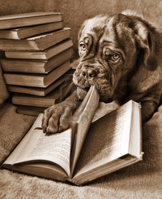 Dog Facts, Stories, Stereotypes and Myths