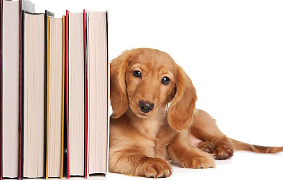 Dog Facts, Stories, Stereotypes and Myths