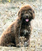 Spanish Water Dog DOG SIZE, PUPPY SIZE, DOG BREEDS SIZE CHART, DOG SIZE MEASURE CALCULATOR
