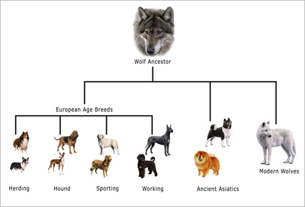 Dog Ancestors