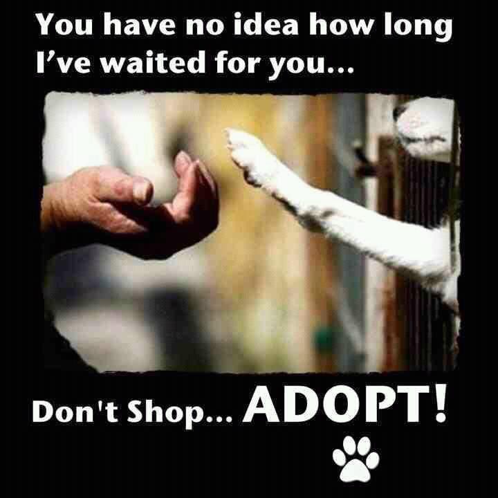 Buy, Rescue, Own, Get Dog and Puppy