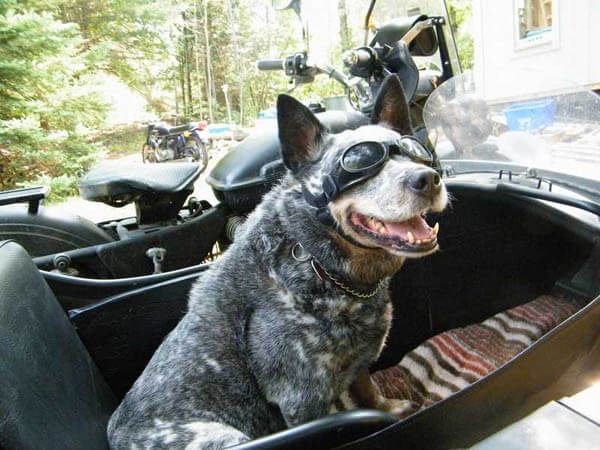 DOGS IN CAR