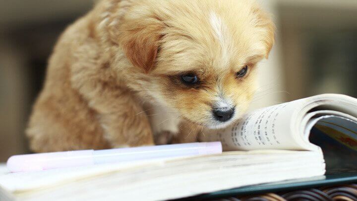 DOG BOOKS, PUPPY BOOKS, DOG LITERATURE