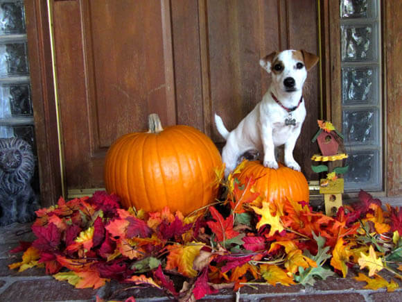 Dog Guinness Book Records and Awards