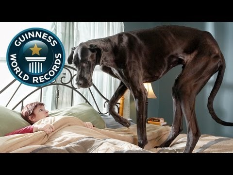 DOG GUINNESS BOOK RECORDS and AWARDS
