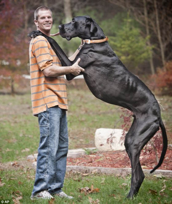 World Dog Records - Photo Credit: Guinness World Records