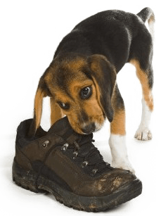 Dog habits