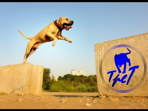 TRET - PARKOUR DOG FROM UKRAINE