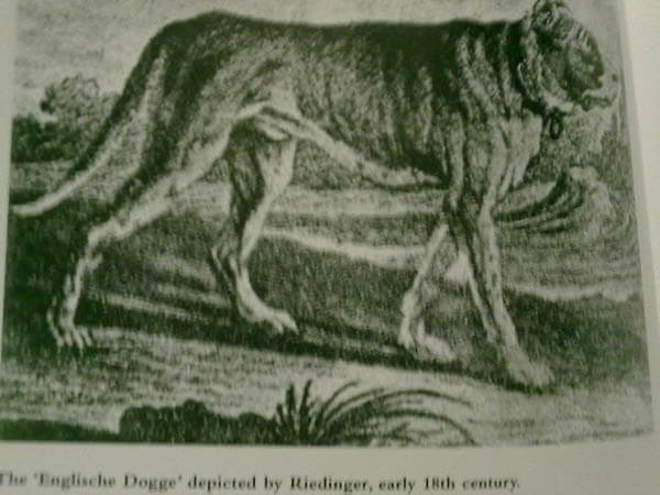 ANCIENT DOG PHOTOS