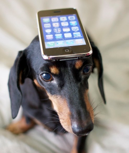 Download & Install Dog and Puppy Cellular & Mobile Applications for Android, Iphone, LG, Samsung, Nokia