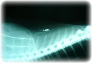 Dog Microchipping, Scanners, Implants, ID