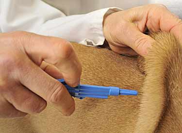 Dog Microchip, Scanners, Implants, ID