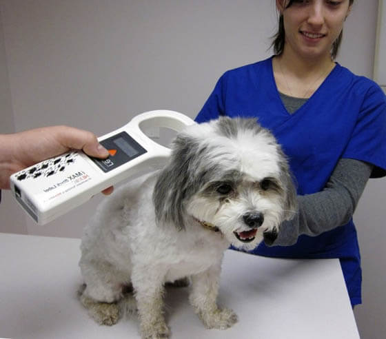 Dog Microchip, Scanners, Implants, ID