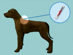 Dog Microchipping, Scanners, Implants, ID