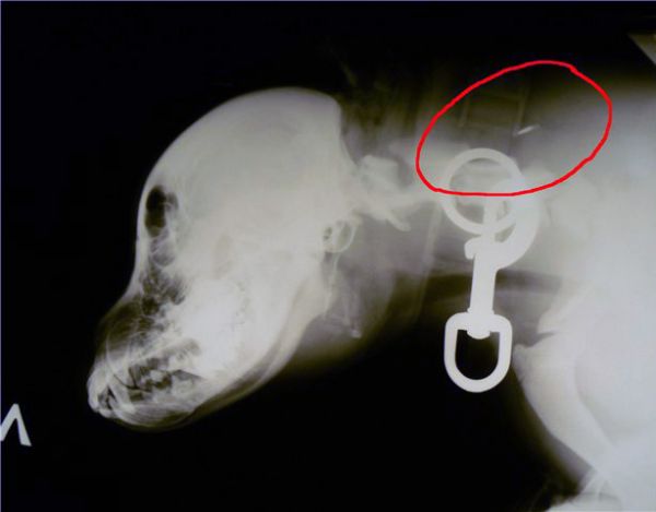 Dog Microchipping, Scanners, Implants, ID