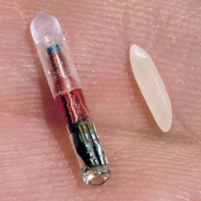 Dog Microchipping, Scanners, Implants, ID
