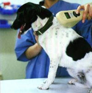 Dog Microchip, Scanners, Implants, ID