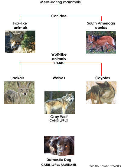 Dog Ancestors