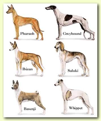 DOG vs WOLF COMPARISON: DIFFERENCE & SIMILARITY