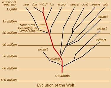 Dog Ancestors