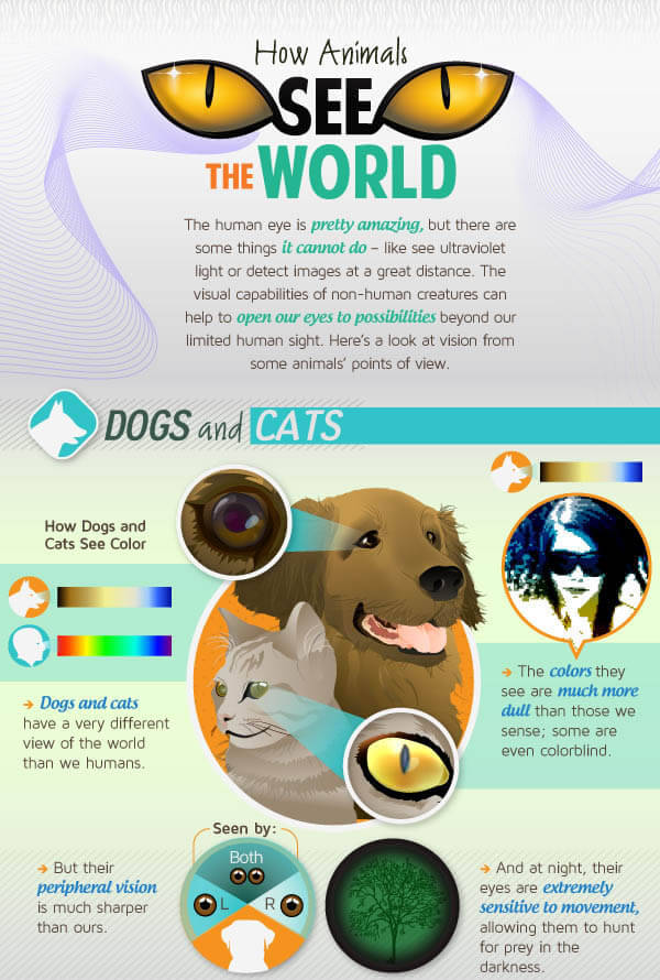 HOW DOGS SEE THE WORLD