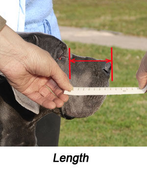 Dog Muzzle Types, Sizes, Uses, Prices - Buy Online Dog Muzzle