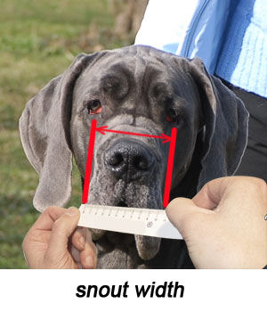 Dog Muzzle Types, Sizes, Uses, Prices - Buy Online Dog Muzzle