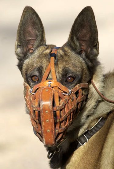 Dog Muzzle Types, Sizes, Uses, Prices - Buy Online Dog Muzzle