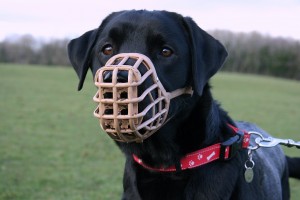 Dog Muzzle Types, Sizes, Uses, Prices - Buy Online Dog Muzzle