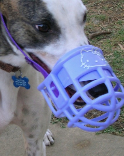 Dog Muzzle Types, Sizes, Uses, Prices - Buy Online Dog Muzzle